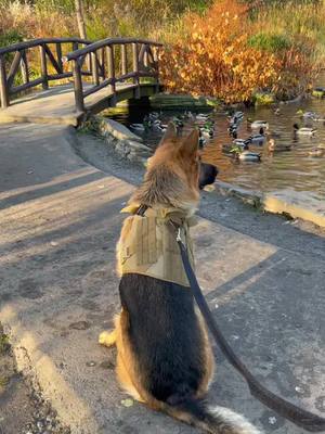 A post by @leothegsdd on TikTok caption: Adventures🍂🍁🦆 #dog #germanshepherd #nature #naturewalk