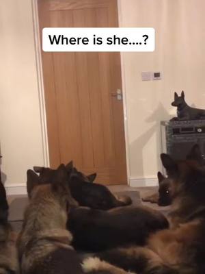 A post by @germanshepherdowner on TikTok caption: Enjoy my friends!! 😁#fyp #foryoupage #PetsOfTikTok #germanshepherd