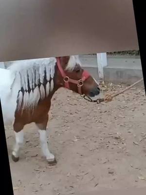 A post by @a.cutedonkey on TikTok caption: #fyp #donkey #animal #pedicure