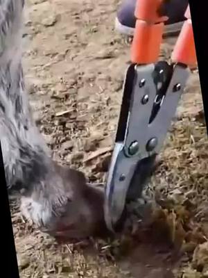 A post by @a.cutedonkey on TikTok caption: #fyp #donkey #animal #pedicure