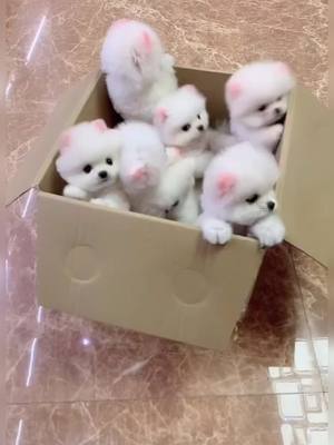 A post by @joy152021 on TikTok caption: #foryoupage #dogs #puppy #cute #tiktok #foryou