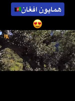 A post by @reshadzaher1 on TikTok caption: نورستان#همایون#افغان#                                     Afghan#tik#tok#Afghanistan#                                😍😍😍#❤️❤️❤️#