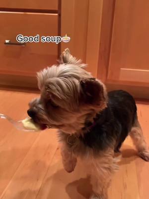 A post by @just.a.pup_bruno on TikTok caption: Bruno loves ice cream! #icecream #fypシ #yorkiesoftiktok #goodsoup