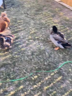 A post by @17cshannon on TikTok caption: When you want to play but you’re too big🥺 #ducks #chickens #mac