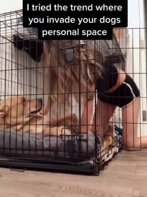 A post by @massage2207 on TikTok caption: my baby is so sweet #greenscreenvideo #foryou #dog #dogs #cute #animals #pets #foryoupage #funnyvideo #funny #fyp #Love