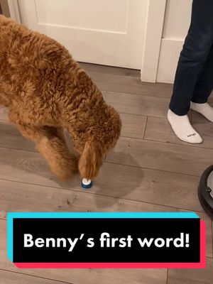 A post by @goldendoodlebenny on TikTok caption: Benny now fully understands Water and applies it perfectly!! #talkingdog #bunnythedog #dogtalks #smartdog #dogsontiktok #goldendoodle