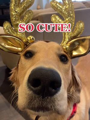 A post by @goldenretriever_chip on TikTok caption: Chips the cutest pet on the internet! #fyp #puppy #dog #goldenretrieverlife #goldenretriever #goldenretrieverpuppy #cute