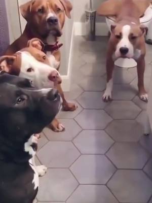 A post by @furryanimalss on TikTok caption: 😳 #dogs #fyp #JustDanceItOut #animals #watchtillend #watchthis