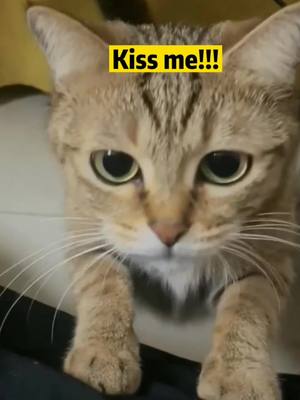 A post by @ninachristine15 on TikTok caption: 🥺🥺🥺#foryoupage #cutecats #cat #catsoftiktok #asmr #kissan #kitten #funny #fyp #Love #loveyou