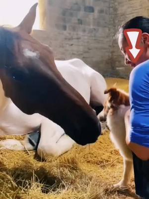 A post by @horseslover666 on TikTok caption: 99+please #horse #horseslover #foryou #fypシ #v #PlutoTVDecades