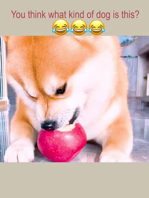 A post by @ddl.ac0101 on TikTok caption: The dog:I like vegetarian food.Will you like me?☹️☹️☹️☹️#dog #foryou #petlover @tiktokcreators