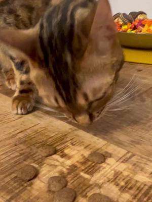 A post by @kisa_bengal on TikTok caption: #asmr #asmrsounds #asmrvideos #mukbang #cat #bengal