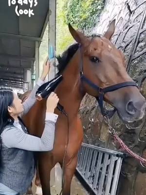 A post by @horseslover666 on TikTok caption: Good #horse #horseslover #foryou #fypシ #v #VansCheckerboardDay