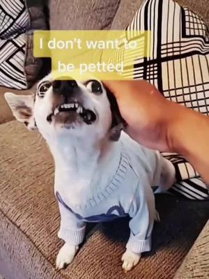 A post by @tyfunny64 on TikTok caption: 😁😁 #foryou #dog #pet #VansCheckerboardDay #BetterTogetherChallenge #PlutoTVDecades