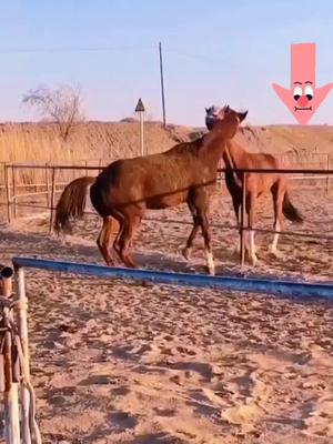 A post by @horseslover666 on TikTok caption: #horse #horseslover #foryou #fypシ #v #Sing2gether