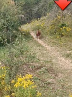 A post by @horseslover666 on TikTok caption: Wow#horse #horseslover #Running #foryou #fypシ #Sing2gether