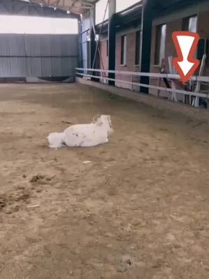 A post by @horseslover666 on TikTok caption: Today's happiness #horse #horseslover #horsetiktok #foryou #fypシ #viral