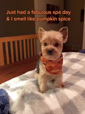 A post by @just.a.pup_bruno on TikTok caption: #spaday #yorkie #pumpkinspice