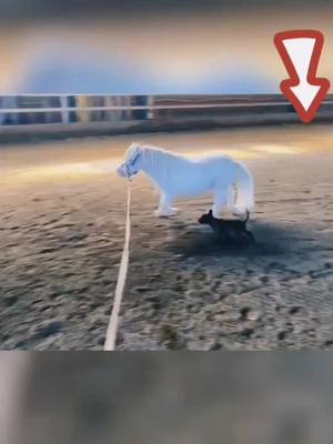 A post by @horseslover666 on TikTok caption: Haha. ##horse #horseslover #horsetiktok #foryou #fypシ #viral #MunchiesWithTubi