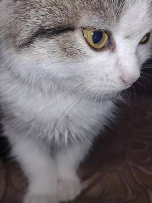 A post by @lovecats260 on TikTok caption: #милашки #милашки #котик