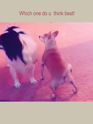 A post by @ddl.ac0101 on TikTok caption: Which one do you think best!😃😃#doggy #foryou #dog #petlover @tiktok @tiktokcreators