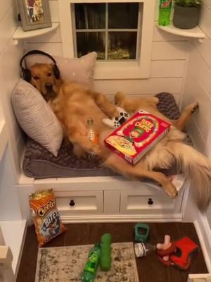 A post by @goldenretrieverpotato on TikTok caption: Enjoy solitude - Oktaku’s happiness #dogs #dog #doglife #goldenretrieverlife #goldenretriever #dogsofttiktok #fyp