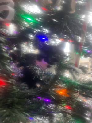 A post by @buck_family44 on TikTok caption: #kittensoftiktok #christmastree #why #winterscoming #alliwantforchristmas #babykitten #fuckingupmytree #fypシ #fyp #savethetree