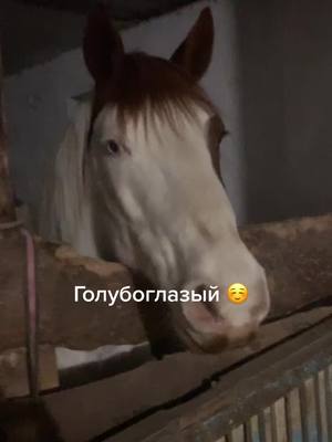 A post by @horsemenow on TikTok caption: 👀#шкафандрчеллендж #собакадругчеловека #будьnova #pubgmjinx #конныйспорт #лошадиэтожизнь #верхомналошади #конныйспорт