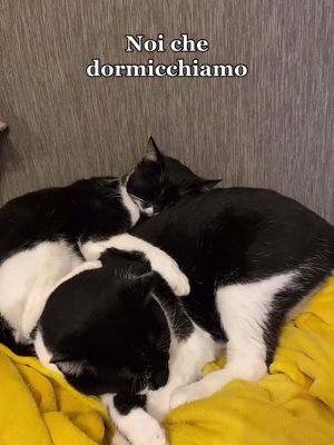 A post by @cattwins2020 on TikTok caption: Sound ON 🎧 ciao amiciii 🥰🥰 #cattwins #gattini #gattiditiktok #gatti #tiktokit #perte