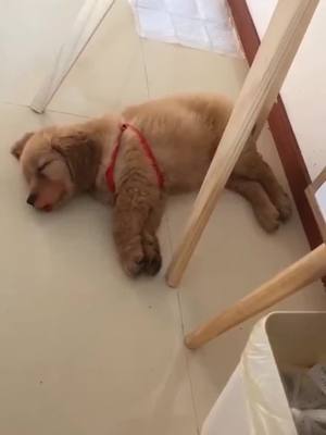 A post by @goldenretrieverpotato on TikTok caption: Stealing beatbox in dreams #dogs #dog #doglife #goldenretrieverlife #goldenretriever #dogsofttiktok