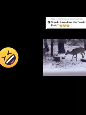 A post by @michelleguest on TikTok caption: #duet with @ironfeatheredcobs #fyp #wildlife  #whack #DealGuesser  #foryoupage