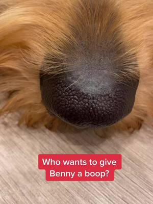 A post by @goldendoodlebenny on TikTok caption: Benny’s nose 😍 who wants to give him a boop? #dogboop #boop #dogsontiktok #goldendoodle #cutedogsonly #funnydogs #boops