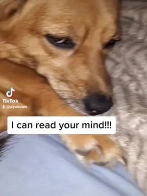 A post by @piyaiscute on TikTok caption: have a good day  #pomeranianbeaglemix #doogsoftiktok #makenmefamous #dog #fyp #foryoupage #cutie #sleepy