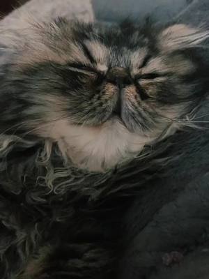 A post by @mrsspearr on TikTok caption: Cat nap!