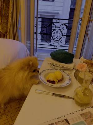 A post by @yumiandkimi on TikTok caption: Staycation 🎄 #paris #dogsoftiktok #ritz #fyp