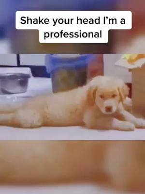 A post by @funnyanimal62 on TikTok caption: #fyp #tiktokdogs #goldenretriever Surprised? To the beat of the music. 😱😱