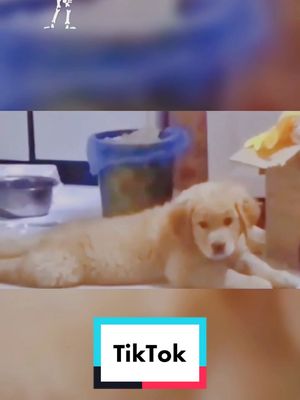 A post by @funnyanimal62 on TikTok caption: #fyp #Fyp #fypシ #dog