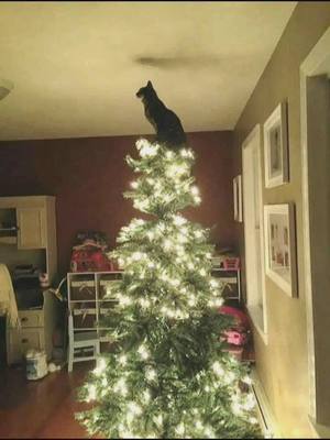 A post by @dark_desire1 on TikTok caption: This cat wins Christmas! credit unknown.🤣🤣#DealGuesser #NBCAnnieLive #GiveWithAllYourHeart #fypシ