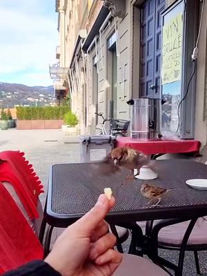 A post by @jacoesimba on TikTok caption: MERAVIGLIOSO! ♥️🐦 #fly #bird #pixel #volare #neiperte #volo