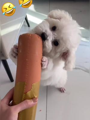 A post by @joy152021 on TikTok caption: #dogs #foryou #dogtiktok #foryourpage #yummy #cute