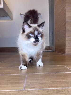 A post by @kadabramichi on TikTok caption: Amo este trend ❤️ #Infinit  les gusto ? Miauuuu  #pet #cat