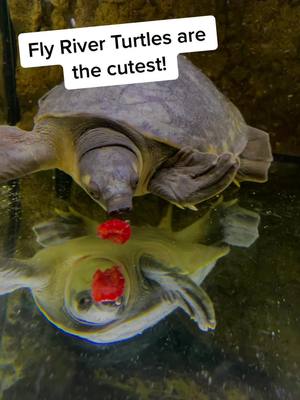 A post by @scalesandthings on TikTok caption: I love watching them eat the occasional fruit but it’s not part of their main diet #fyp #foryoupage #foryou #zoo #thereptarium #turtle #reptile #cute