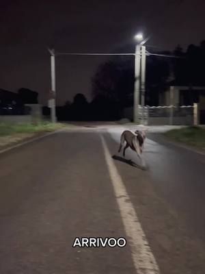 A post by @diana.weimaraner on TikTok caption: Mi nascondo nell’ombra 🥸😝 #dog #weimaraner #TallyRally