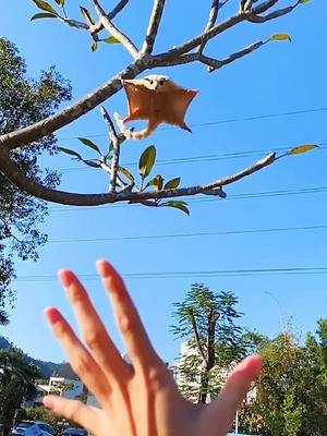 A post by @gogo5976 on TikTok caption: #tiktok #honeyglider #flyingsquirrel #foryou #fry #pet #cutepet #animal