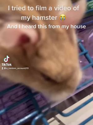 A post by @animals_and_animals1 on TikTok caption: @a_random_account213 #funny#😂 #ghjjyn #lol #hamster #hampter