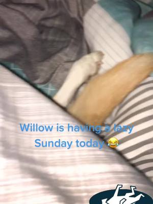 A post by @rnbresindesignsrobyn on TikTok caption: Sleep ins with my girl ❤️ #tiktok #SpotifyWrapped #HONOR50duet #colliemix #sunday #brunomars #tiktokdogs