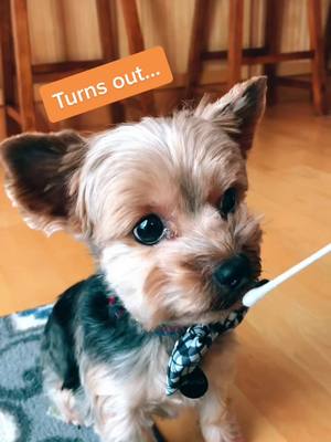 A post by @just.a.pup_bruno on TikTok caption: My DNA results!! #yorkiesoftiktok #yorkie #fypシ #23andmeresults