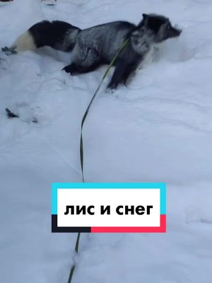 A post by @ars_pet_fox on TikTok caption: #домашняялиса #лисаблогер #пэтвтиток #рекомендации #fyp