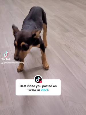 A post by @bunnytherabbitdog on TikTok caption: Answer @tiktok #SimsSelves #KraftMacMeSkip #fyp #cerebellarhypoplasia