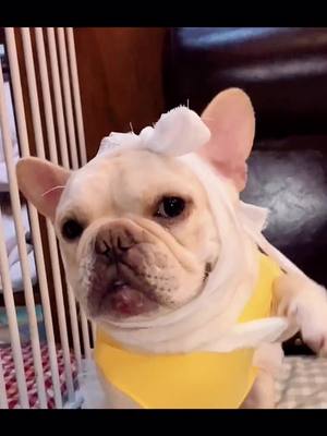 A post by @snoringcookie on TikTok caption: Hhhhh  sorry...CSL😂😂#frenchbulldog #lovedogs #grabtoy #dogfight